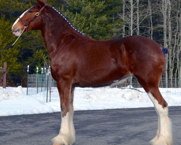 Zuchtstute Shining Meadows Rebecca (Clydesdale, 2014, von Langbank Winsome Lad)