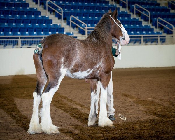 horse Shining Meadows Penelope (Clydesdale, 2014, from Langbank Winsome Lad)