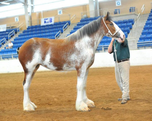 Zuchtstute Shining Meadows Noreen (Clydesdale, 2012, von Copper Hill's Sensational Lennox)