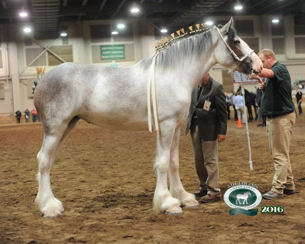 horse Shinings Meadows Nicole (Clydesdale, 2014, from Copper Hill's Sensational Lennox)