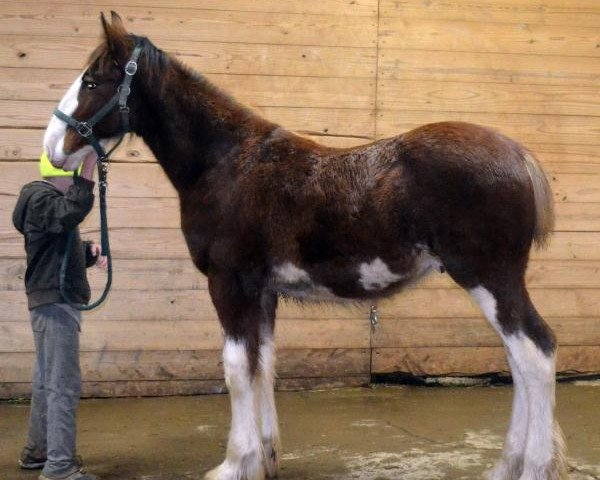 horse Shining Meadows Nicolas (Clydesdale, 2016, from Maplewood Danielle's Lucas)