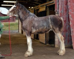 Pferd Shining Meadows Newman (Clydesdale, 2011, von Copper Hill's Sensational Lennox)