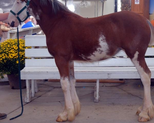 Pferd Shining Meadows Theresa (Clydesdale, 2015, von Maplewood Danielle's Lucas)