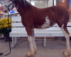 horse Shining Meadows Theresa (Clydesdale, 2015, from Maplewood Danielle's Lucas)