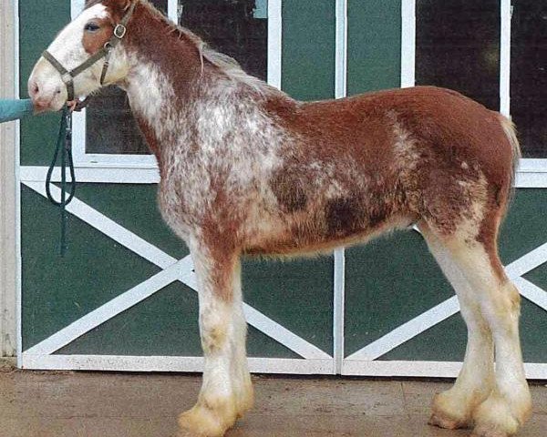 horse Shining Meadows Theodore (Clydesdale, 2016, from Maplewood Danielle's Lucas)