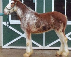 horse Shining Meadows Theodore (Clydesdale, 2016, from Maplewood Danielle's Lucas)