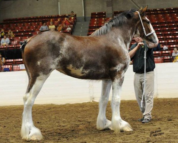 broodmare Shining Meadows Natalie (Clydesdale, 2009, from Copper Hill's Sensational Lennox)