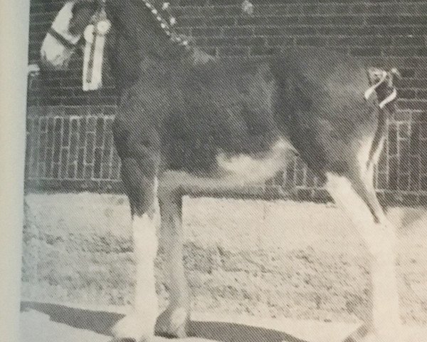 Deckhengst Shining Meadows MacArthur (Clydesdale, 1988, von Jonesway Calendar Prince)