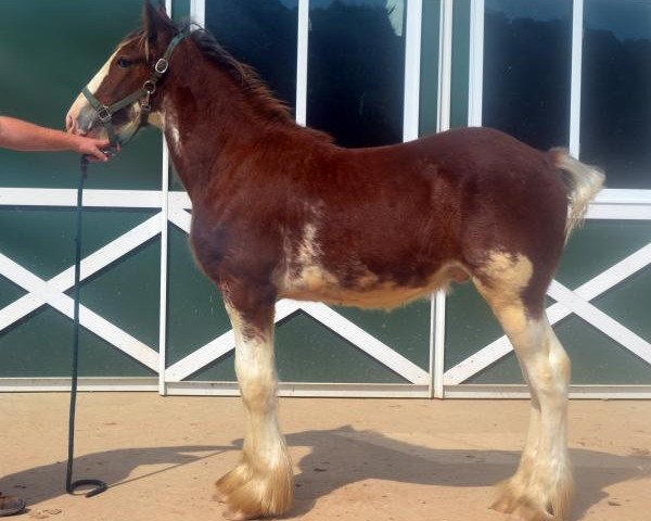 horse Shining Meadows Leo (Clydesdale, 2015, from Maplewood Danielle's Lucas)