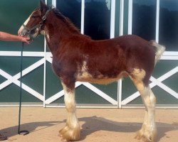 horse Shining Meadows Leo (Clydesdale, 2015, from Maplewood Danielle's Lucas)