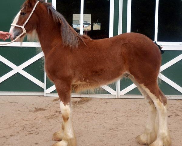 horse Shining Meadows Kristoff (Clydesdale, 2016, from Maplewood Danielle's Lucas)