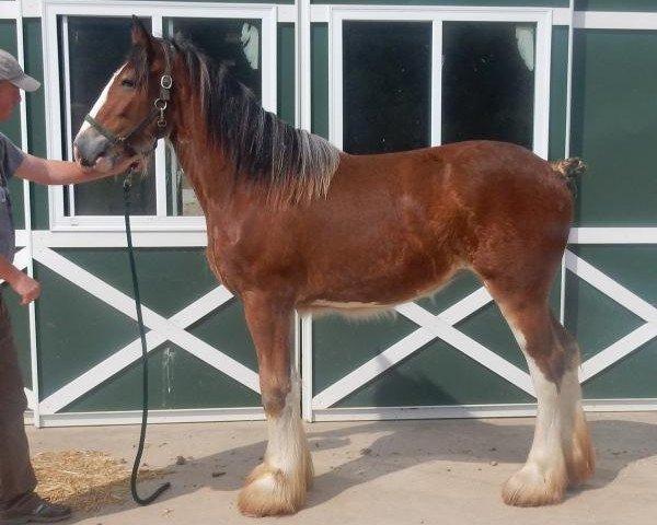 Pferd Shining Meadows Gwendolyn (Clydesdale, 2017, von Maplewood Danielle's Lucas)