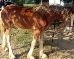 Pferd Shining Meadows Gracelyn (Clydesdale, 2015, von Maplewood Danielle's Lucas)