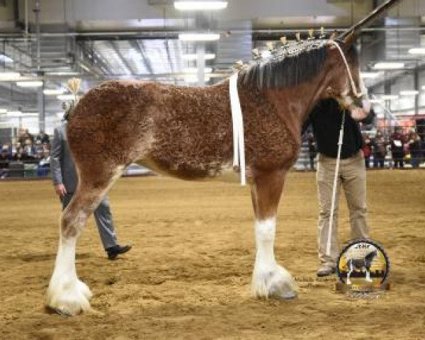 Pferd Shining Meadows Gabrielle (Clydesdale, 2016, von Maplewood Danielle's Lucas)