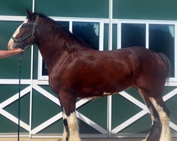 Pferd Shining Meadows Ella (Clydesdale, 2012, von Copper Hill's Sensational Lennox)