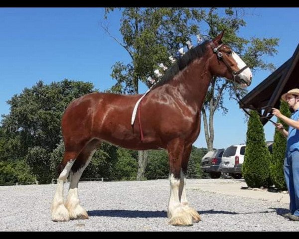 horse Shining Meadows Delilah (Clydesdale, 2016, from Maplewood Danielle's Lucas)