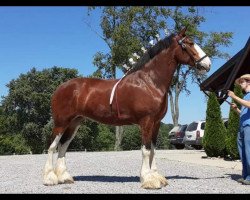 Pferd Shining Meadows Delilah (Clydesdale, 2016, von Maplewood Danielle's Lucas)