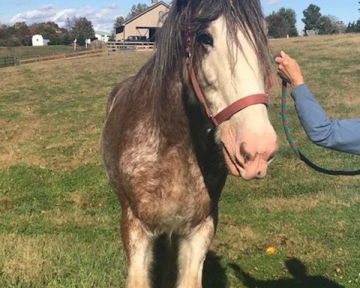 Pferd Shining Meadows Chrome (Clydesdale, 2004, von Thistle Ridge Eaton Jon)