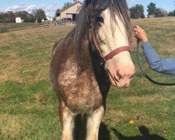 horse Shining Meadows Chrome (Clydesdale, 2004, from Thistle Ridge Eaton Jon)