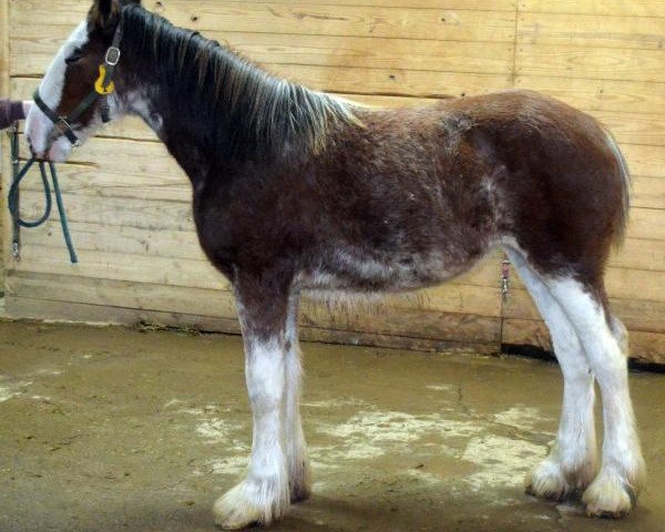 Pferd Shining Meadows Brook (Clydesdale, 2016, von Maplewood Danielle's Lucas)