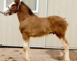 horse Shining Meadows Bennett (Clydesdale, 2013, from Copper Hill's Sensational Lennox)