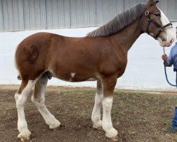 horse Casanova 28357 (Clydesdale, 2019, from Maplewood Danielle's Lucas)