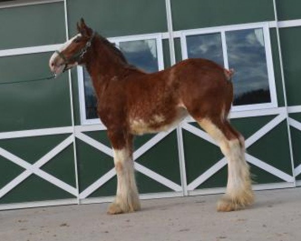 Zuchtstute Shining Meadows Bailey (Clydesdale, 2014, von Langbank Winsome Lad)