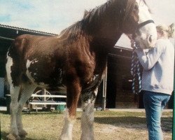 horse Sherman's Tenacity (Clydesdale, 2002, from Greendykes Sherman)