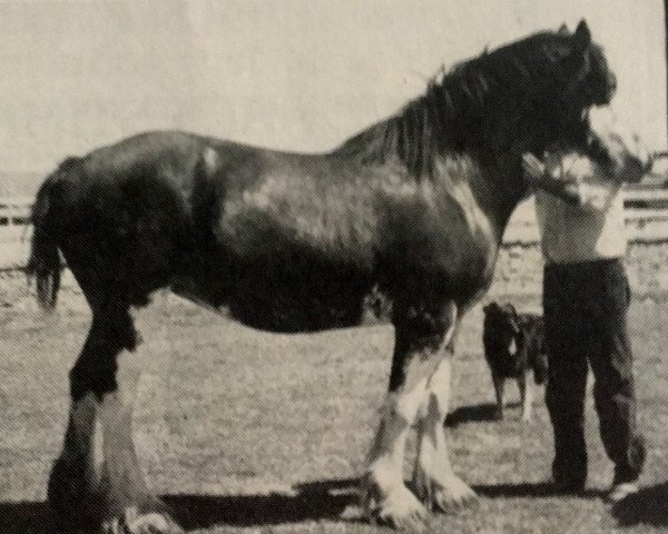 broodmare Sharon of Triad (Clydesdale, 1978, from Belleau Master Joe)