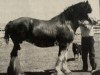 broodmare Sharon of Triad (Clydesdale, 1978, from Belleau Master Joe)