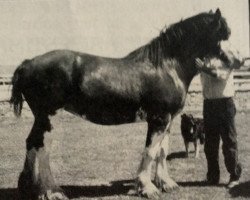 broodmare Sharon of Triad (Clydesdale, 1978, from Belleau Master Joe)