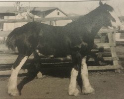 Pferd Shangrila Shorty Junior (Clydesdale, 1992, von Mountain View Shorty)