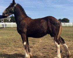 Pferd Ex Decker's Prize (Clydesdale, 2015, von Somewhere Doc's Blackun Decker)