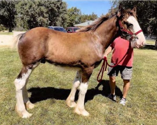 horse C3 Clay's Patton (Clydesdale, 2019, from Diamond S Clay)