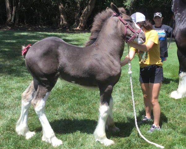 horse C3 Annie's Quincy (Clydesdale, 2020, from Diamond S Clay)