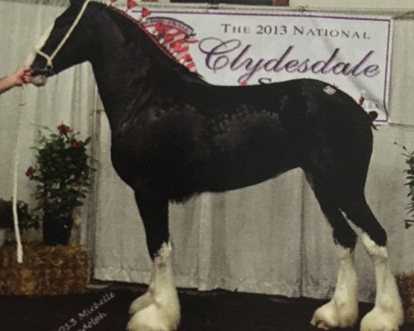 broodmare Shady Maple's Peggi-Ann (Clydesdale, 2010, from Dew Ridge Patrick of Time)