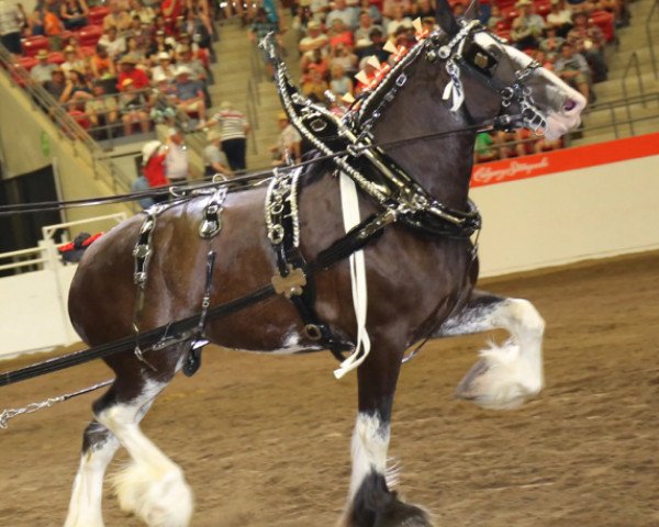 Pferd Shady Maple Mitzi (Clydesdale, 2012, von Dew Ridge Patrick of Time)