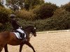 dressage horse Nogano (German Riding Pony, 2007, from No Limit)