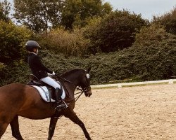 dressage horse Nogano (German Riding Pony, 2007, from No Limit)