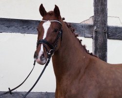 horse Titus Tiziano (German Riding Pony, 2018, from Tizian)