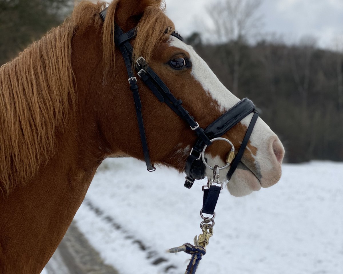 broodmare Miss Miracle 2 (German Riding Pony, 2012, from Mentano K)