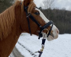 Zuchtstute Miss Miracle 2 (Deutsches Reitpony, 2012, von Mentano K)