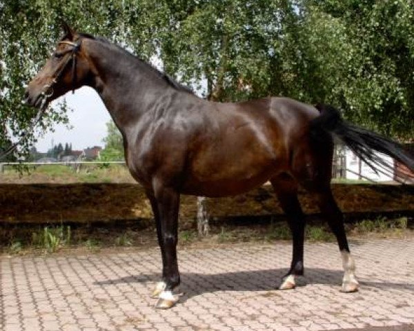 broodmare Donnerfee 32 (Hanoverian, 1997, from Donnerhall)