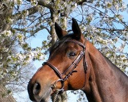 Springpferd Tolstoj (Trakehner, 2007, von Heops)