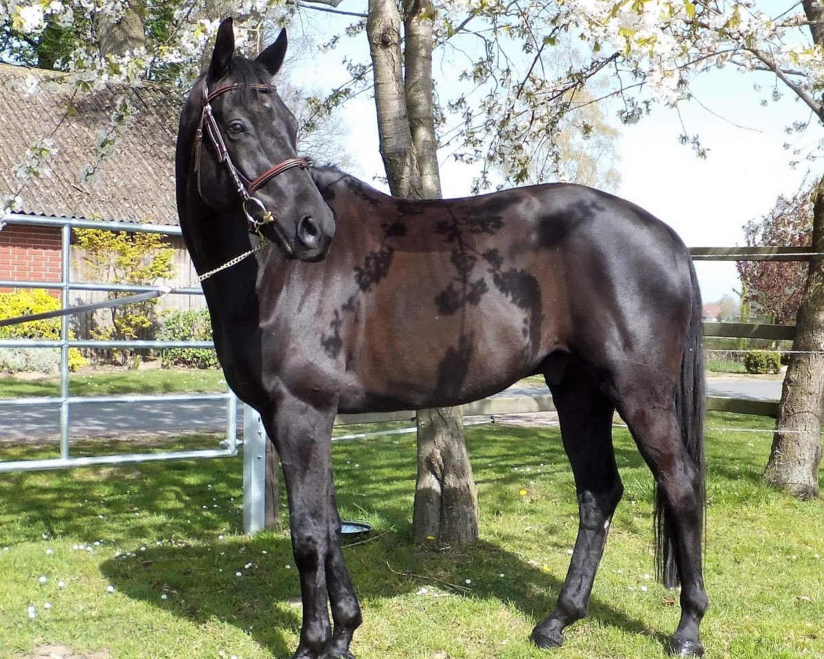 Springpferd Salentino S 2 (Oldenburger, 2010, von Sirlano)