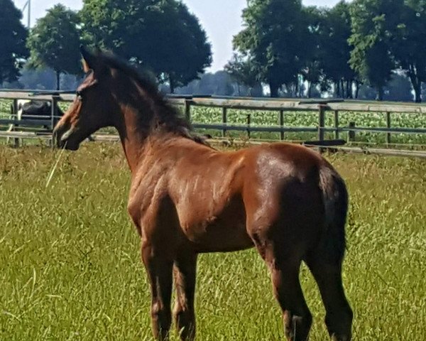 broodmare Catania S 4 (Hanoverian, 2019, from Colman)