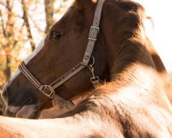 dressage horse French Fantastic (Casi) (Westphalian, 2009, from French Affair O)