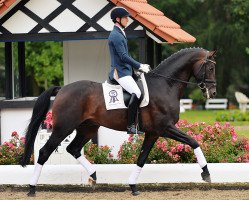 stallion Lord Schufro OLD (Oldenburg, 2010, from L'espoir)