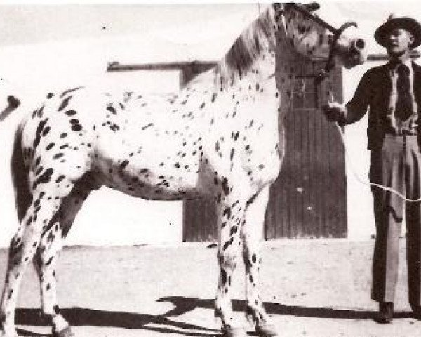 stallion Coeur d'Alene (Appaloosa, 1943, from Rainy Moon)