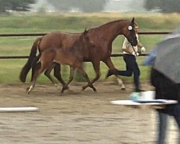 dressage horse Ballak (Hanoverian,  , from Buckingham)